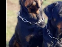 Üst kalite çok kaliteli rottweiler yavrular şecereli