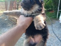 Alman çoban köpeği yavrularımız