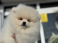 Yasal ruhsatlı çifrlikde ziyarete açık teddy pomeranian