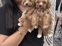 Ufacık maltipoo yavrularım