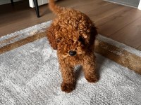 Safkan toy poodle yavrumuz 2.5 aylık