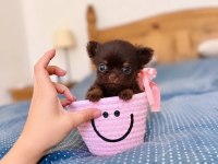 Safkan Bir Erkek Chihuahua