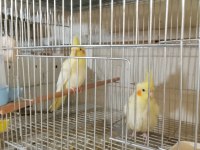 Lutino Sultan Papağanı Yavrular