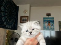 Blue point scottish fold