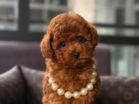 Toy Poodle Yavrularım