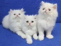 YENİ YUVASINA GİTMEYE HAZIR  BRİTİSH PONÇİKLER