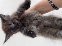 Geleceğin Kraliçe Adayları Minik Maine Coon Prensesler