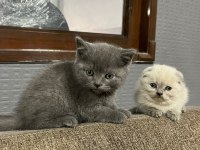 BAYRAM ŞEKERLERİ KEDİLER