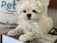 Yarışma düzeyinde tea cup kore kan maltese yavrumuz