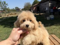Güzeller Güzeli Maltipoo Kızımız