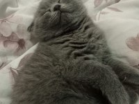 2 Aylık Scottish Fold Erkek