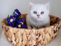British shorthair prens yavrumuz