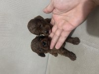 20 günlük poodle yavrular