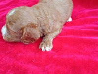 Maltipoo yavrular