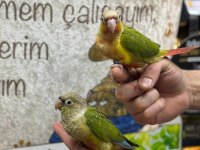 Evcil Konur Papağanlarımız Gönderim Sağlıyoruz