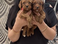 Ufacık koyu renk maltipoo yavrularım
