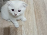 Scottish fold yavrularımız