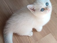 Şafkan British Shorthair