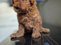 Toy poodle dişi erkek