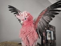 EVCİL GÜL KAKADU (ISIRMAZ UYSAL)