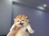 Çok güzel golden british shorthair bebekler