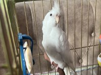 Sultan Papağanı Albino