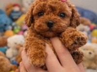 Seçkin Kan Hattına Sahip Toy Poodle Yavrularımız