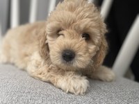 Poodle Ayarında Orijinal Maltipoo