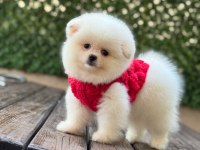 Yavru pomeranian boo
