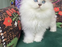 2 aylık bembeyaz biblo yavru scottish fold