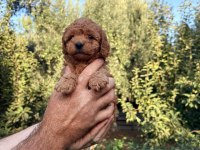 Kore Poodle