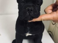 Cane Corso Yavru
