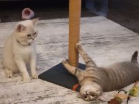 British Shorthair Silver Tabby ve Blue Point Yavrular