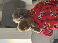 Toy Poodle 3 Aylık Yavru