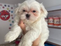 0 NUMARA AŞILI MALTESE YAVRULAR
