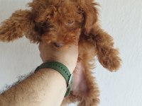 Safkan Red Brown Toy Ve Kore Poodle Yavrular - Üst Kalite