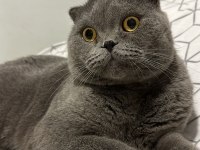 Uysal erkek scottish fold