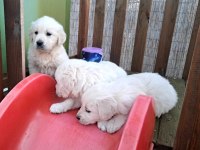 Sağlık ve ırk garantili Baby face golden retriever yavruları
