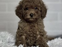 Toy Poodle Sağlıklı Köpeğimiz