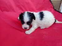 Maltese terrier yavrular