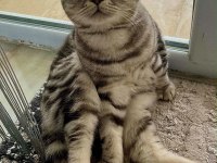 Erkek Scottish Fold Silver 5 Yaşında