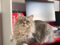British Longhair Kedimizi Eşleştirme İlanıdır