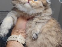 Scottish fold kedisi