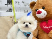 ÜST DÜZEY EFSANE POMERANİAN BOO