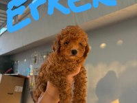 2 dişi ve 1 erkek toy poodle yavrular