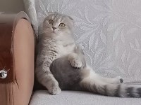 SAHİBİNDEN ÜCRETSİZ KEDİMİZ