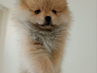 3 aylık çok akıllı pomeranian
