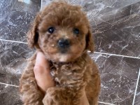 Orjinal minyatür toy poodle yavrular 