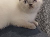 British shorthair yavrular yeni yuva arıyor