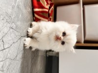 British Longhair Yavru